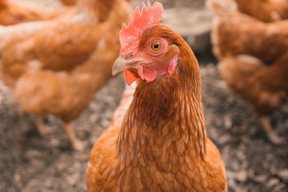 Kandang ayam broiler dan layer modern di Indonesia oleh KIRA VA